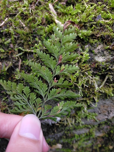 Image of Davallia trichomanoides by (c) Yu-Chang Chen, some rights reserved (CC BY)
