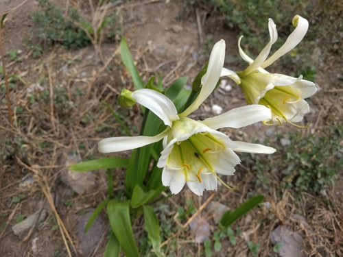 Image of Ismene Hawkesii (Ismene hawkesii) by no rights reserved