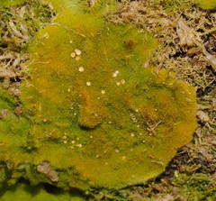 Coenogonium implexum