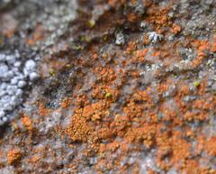Ionaspis lacustris