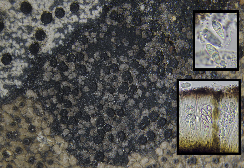 Smooth Map Lichen