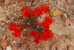Drosanthemum micans
