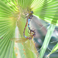 Anax walsinghami
