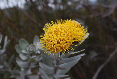 Leucospermum rodolentum