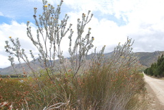Leucospermum rodolentum