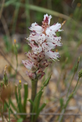 Lachenalia contaminata