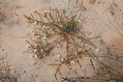 Lachnaea gracilis