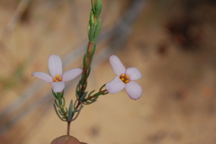Lachnaea gracilis
