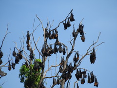 Pteropus vampyrus
