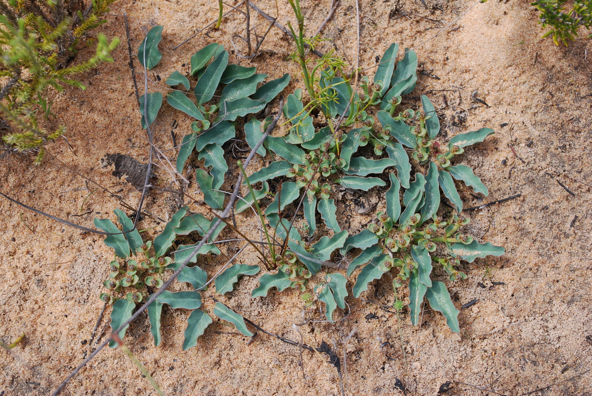 Euphorbia tuberosa