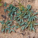 Euphorbia tuberosa - Photo (c) Vince Scheidt, algunos derechos reservados (CC BY-NC), subido por Vince Scheidt