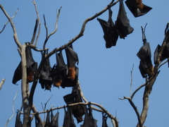 Pteropus vampyrus