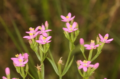 Centaurium pulchellum