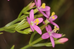 Centaurium pulchellum