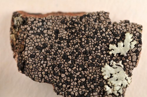 Twin Map Lichen