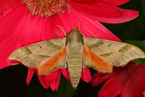 Virginia Creeper Sphinx