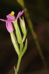 Centaurium pulchellum