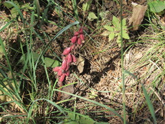 Corallorhiza striata