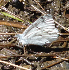 Pontia sisymbrii