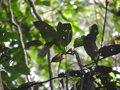 Phyllergates cucullatus