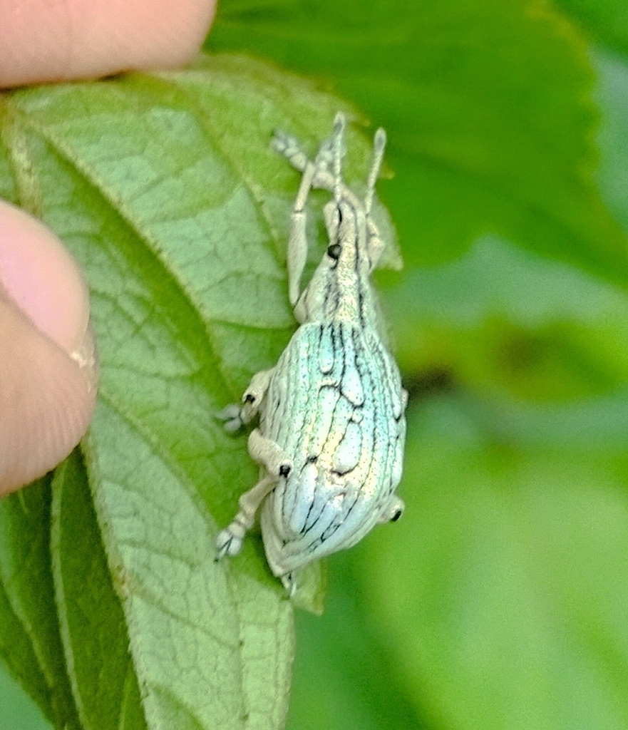 Dermatoxenus ritsemai
