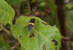 Hypselonotus interruptus