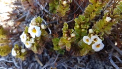 Euphrasia monroi