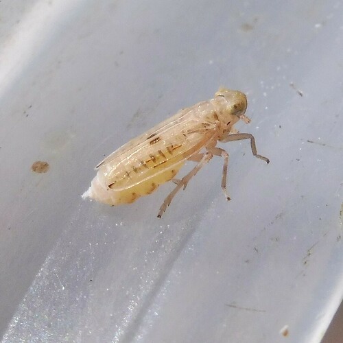 Anakelisia fasciata