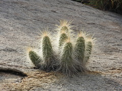 Echinocereus occidentalis