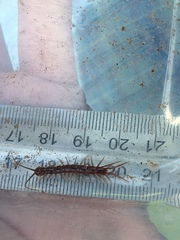 Lithobius peregrinus