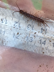 Lithobius peregrinus