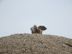 Ammospermophilus interpres