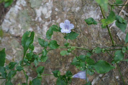 Strobilanthes flexicaulis iNat (1)