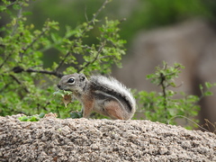 Ammospermophilus interpres