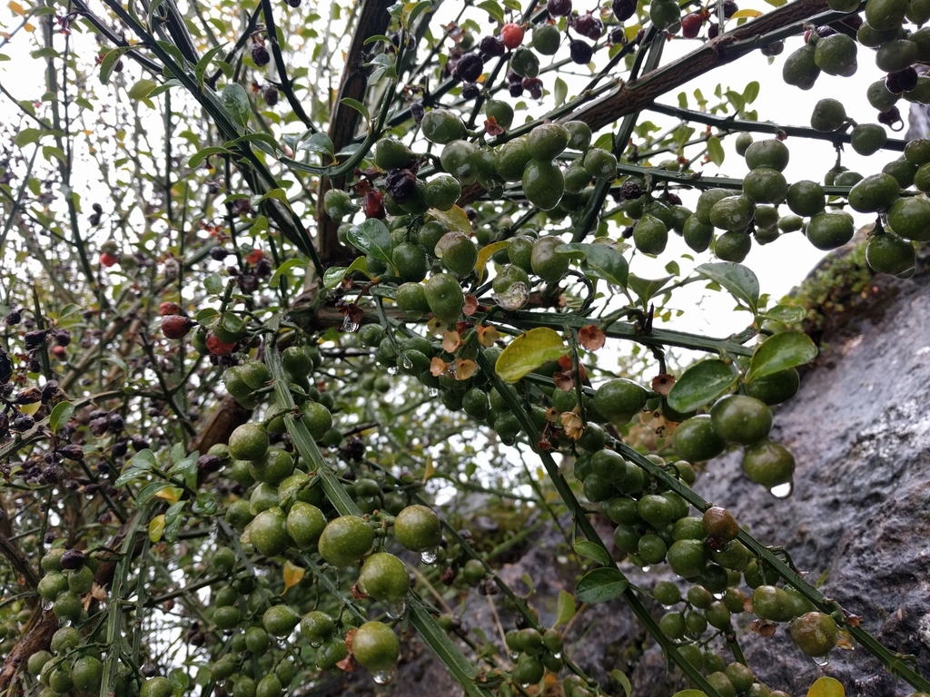 Citharexylum herrerae