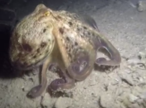 musky octopus
