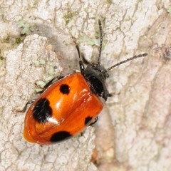 Endomychus biguttatus