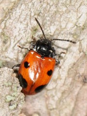 Endomychus biguttatus