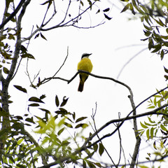 Pitangus sulphuratus