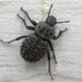 Escarabajo de Arena - Photo (c) d_kluza, algunos derechos reservados (CC BY-NC-ND), subido por d_kluza