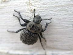 Scotobius pilularius