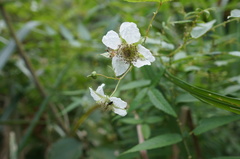 Rubus linearifoliolus