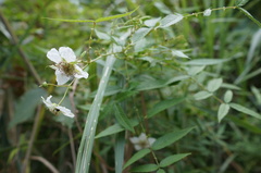 Rubus linearifoliolus