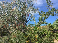 Psittacanthus sonorae