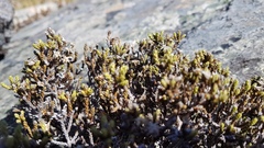 Helichrysum parvifolium