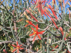 Psittacanthus sonorae