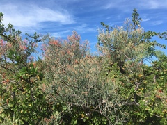 Psittacanthus sonorae