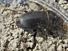 Harpalus caliginosus