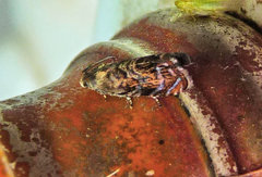 Grapholita prunivora