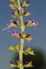 Ocimum carnosum